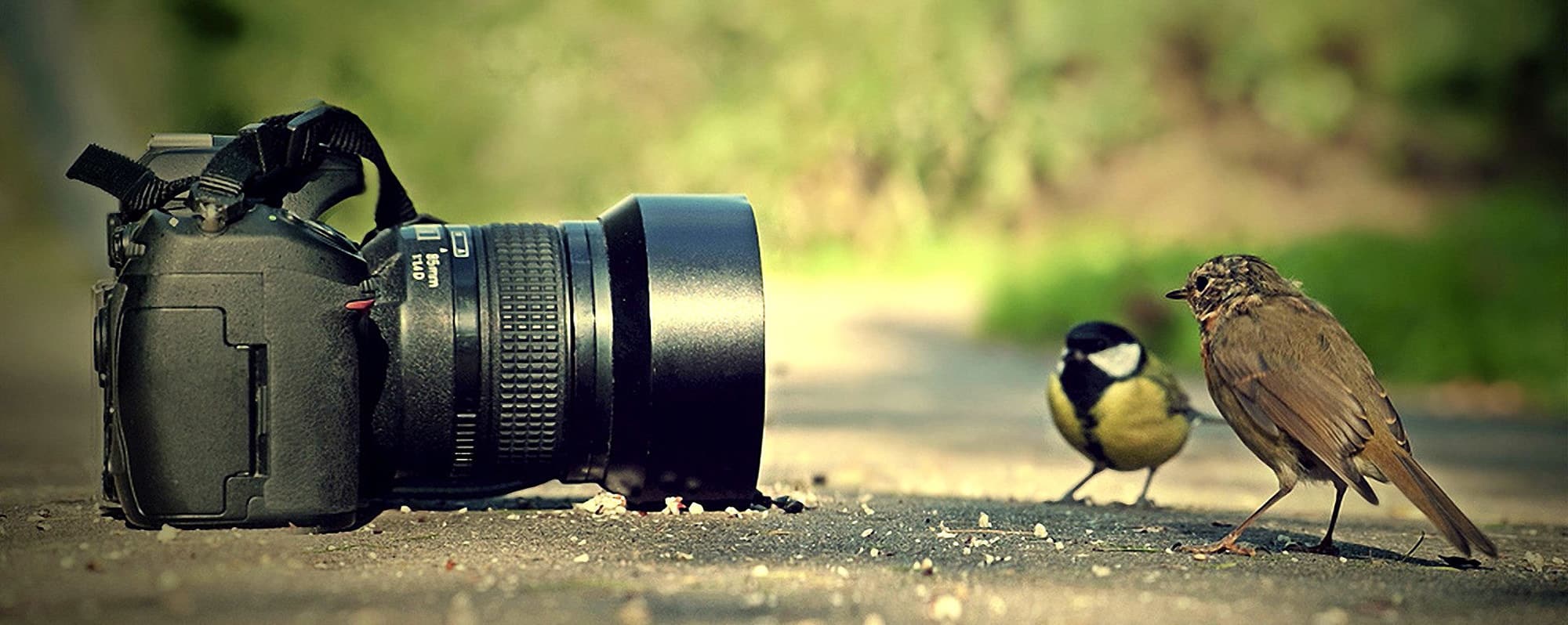 Fotografia de Aves